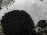 Pseudephebe minuscula image