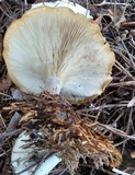 Clitocybe robusta image