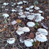 Clitocybe robusta image