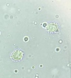 Lactarius quietus image
