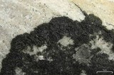 Pseudephebe minuscula image