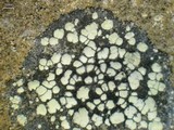 Rhizocarpon geographicum image