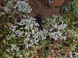Pycnothelia papillaria image