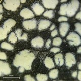 Rhizocarpon geographicum image