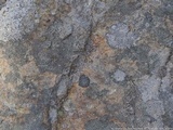 Buellia spuria image