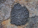 Buellia spuria image