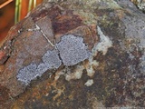 Buellia spuria image