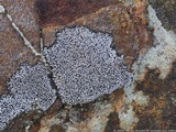 Buellia spuria image