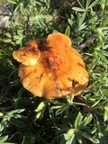 Flammulina velutipes var. lupinicola image