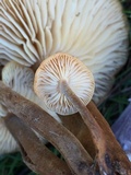 Flammulina velutipes var. lupinicola image