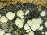 Rhizocarpon geographicum image
