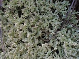 Cladonia caroliniana image