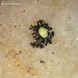 Rhizocarpon geographicum image