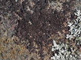 Placynthium nigrum image