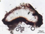 Rhizocarpon geographicum image