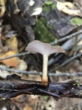 Polyporus brumalis image