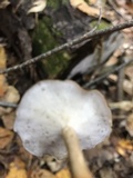 Polyporus brumalis image