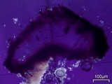 Rhizocarpon geographicum image