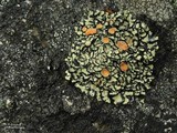 Rhizoplaca chrysoleuca image