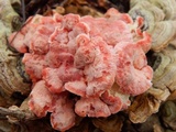 Phlebia incarnata image