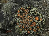Rhizoplaca chrysoleuca image