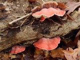 Phlebia incarnata image