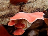 Phlebia incarnata image
