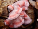 Phlebia incarnata image