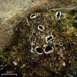 Solorina spongiosa image