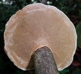 Hexagonia variegata image