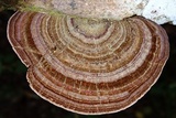 Hexagonia variegata image