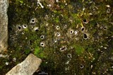 Solorina spongiosa image