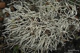 Thamnolia vermicularis ssp. subuliformis image
