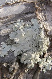 Canoparmelia texana image