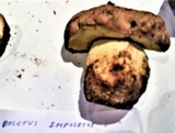 Boletus impolitus image