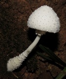 Leucocoprinus cretaceus image