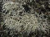 Thamnolia vermicularis ssp. subuliformis image