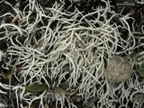 Thamnolia vermicularis ssp. subuliformis image
