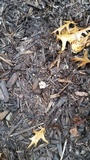 Sclerogaster pacificus image