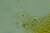 Sclerogaster pacificus image