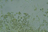 Sclerogaster pacificus image