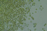 Sclerogaster pacificus image