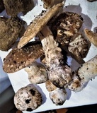 Amanita gioiosa image
