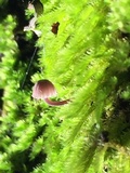 Mycena corticola image
