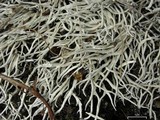 Thamnolia vermicularis ssp. subuliformis image