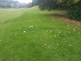 Agaricus californicus image