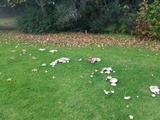 Agaricus californicus image