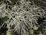 Thamnolia vermicularis ssp. subuliformis image