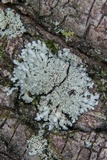 Pyxine subcinerea image
