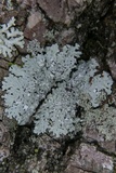 Physcia americana image